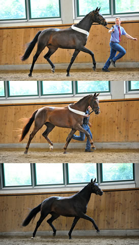 Farina B,Dynastie B,Quincera B (v.o.)