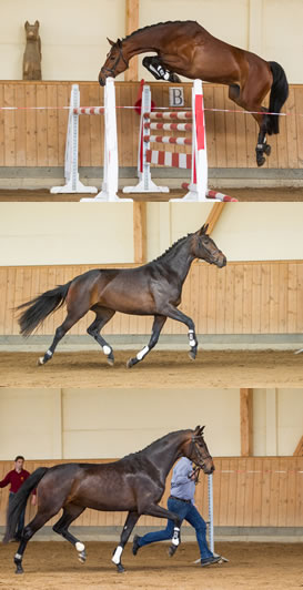 Bordeaux B, Quincera B, Farina B (v.o.)