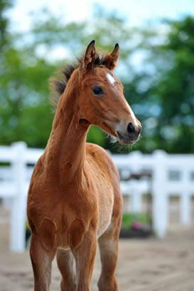 Halbbr. Aaron B v. DSP Araldik - Lafitte