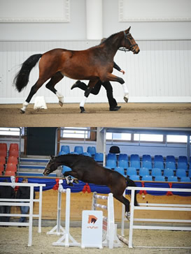 Aspen B (o.) / Comtessa B (u.)