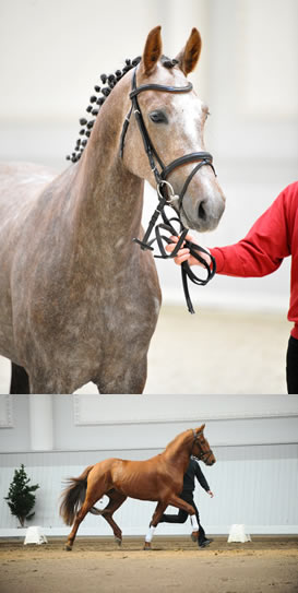 Calida B (o.)/Calimero B (u.)