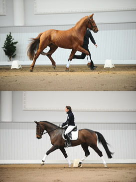 Calimero B(o.) / Laudatio B (u.)