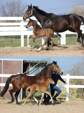 Don Louis B (o.) / Aaron B (u.)