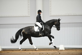 Doreen B im Galopp