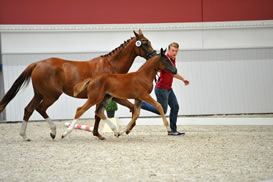 Prämienfohlen Finess B