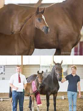 Finessa B (o.) / Quintero B