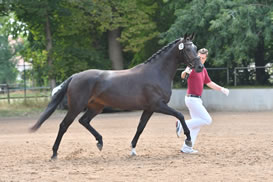 StPr Florentine B