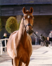 Golden Dancer B
