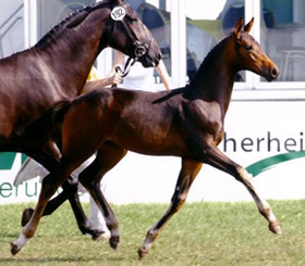 Goldlady B II als Fohlen