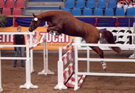 Goldtänzer B