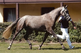 Karibik B