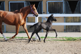 Marlowe B