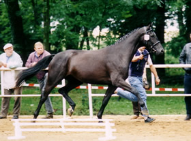 Patra B bei der Elitestutenschau 1998