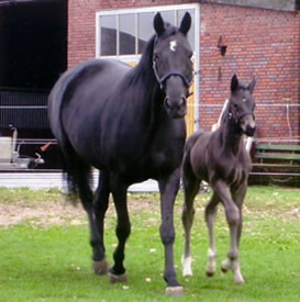 Halbschwester Patra B