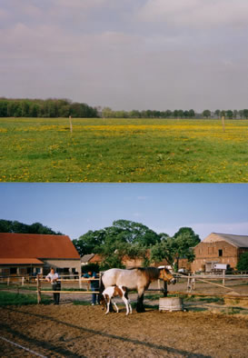 Grosse Weide und Stute mit Fohlen auf dem Paddock