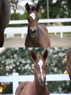 Quarino B (o.) / Finessa B