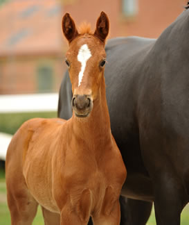 Quinaro B