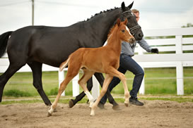 Quinaro B