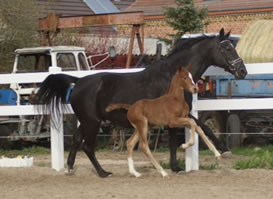 Quinaro B