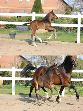 Quincero B (o.) / Florentine B