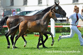 Quintero B