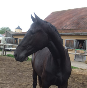 Bild 2 StPrAnw Samira B